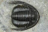 Detailed Cornuproetus Trilobite Fossil - Ofaten, Morocco #363000-1